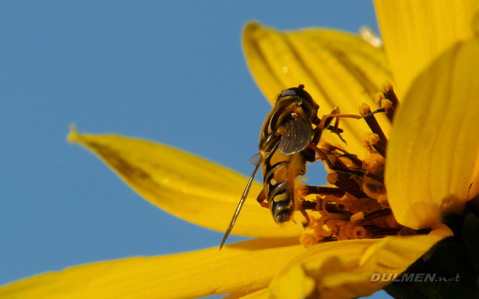 Sun Fly (Helophilus pendulus)